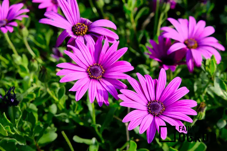 Gerbera ogrodowa