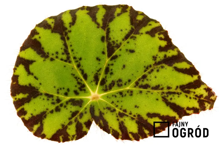 Begonia Bowera 'Tiger'