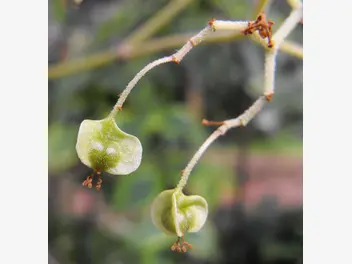 Begonia luxurians - zdjęcie 2
