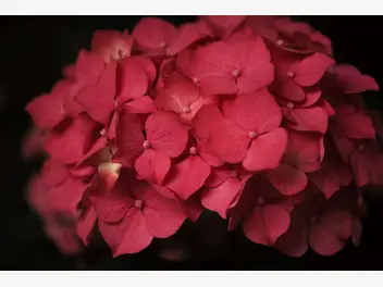 Ilustracja rośliny hortensja bukietowa 'wim's red'