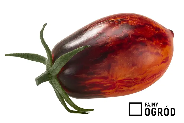Zdjęcie przedstawia pomidor 'gargamel'