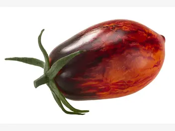 Ilustracja rośliny pomidor 'gargamel'