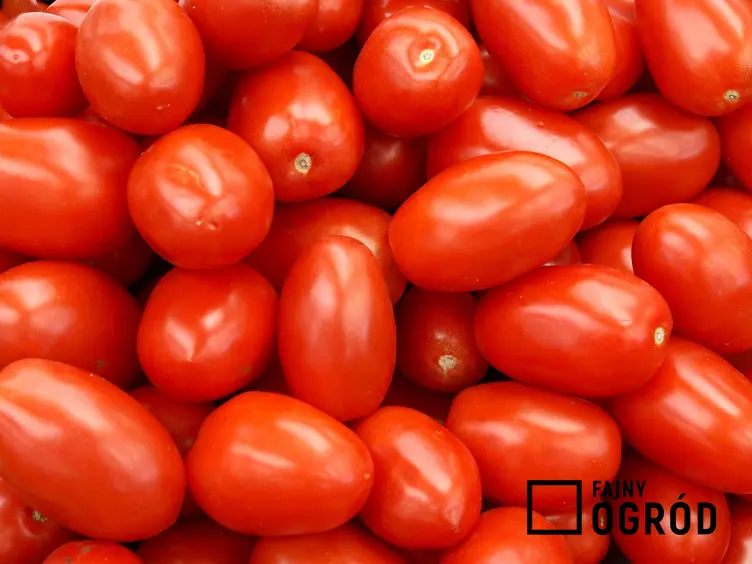 Zdjęcie przedstawia pomidor 'lima'