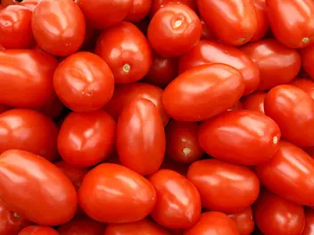 Ilustracja rośliny pomidor 'lima'