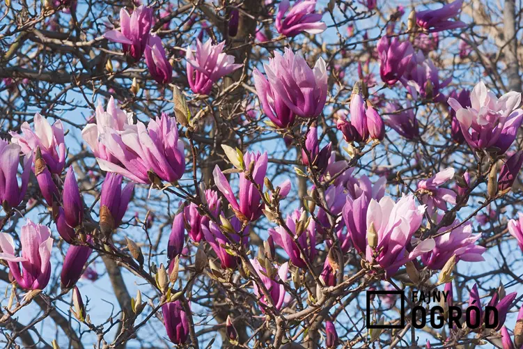 Zdjęcie przedstawia magnolię 'betty'