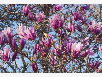 Zdjęcie ilustrujące magnolia 'betty'