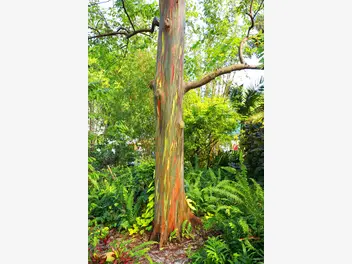 Eukaliptus tęczowy - zdjęcie 4