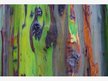 Zdjęcie ilustrujące eukaliptus tęczowy