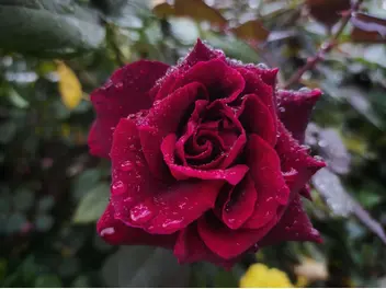 Zdjęcie ilustrujące róża wielkokwiatowa ‘mister lincoln’