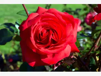 Róża wielkokwiatowa ‘Mister Lincoln’ - zdjęcie 2