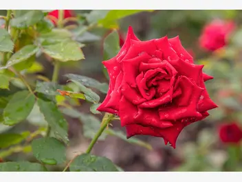 Róża wielkokwiatowa ‘Mister Lincoln’ - zdjęcie 3