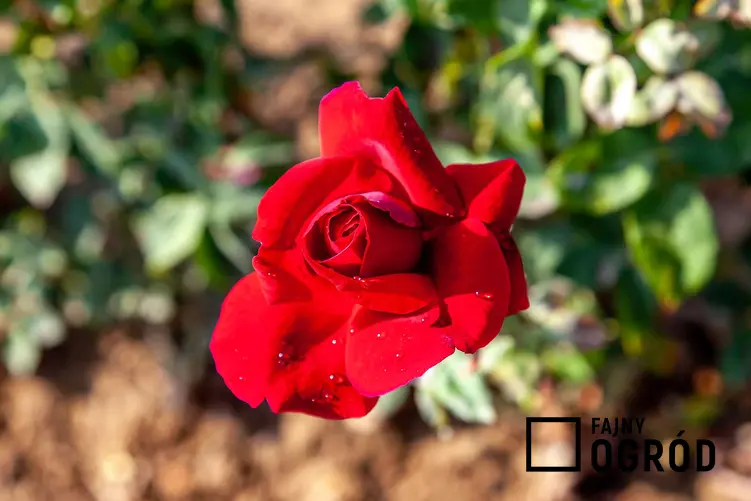 Róża wielkokwiatowa ‘Mister Lincoln’ - zdjęcie 5