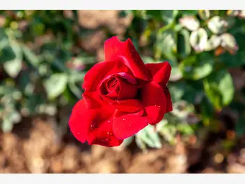 Róża wielkokwiatowa ‘Mister Lincoln’ - zdjęcie 5