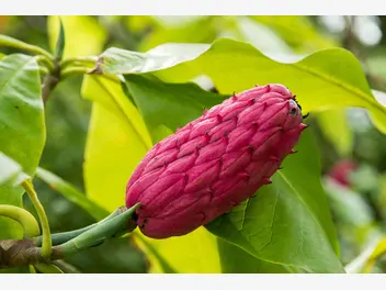 Magnolia parasolowata - zdjęcie 3