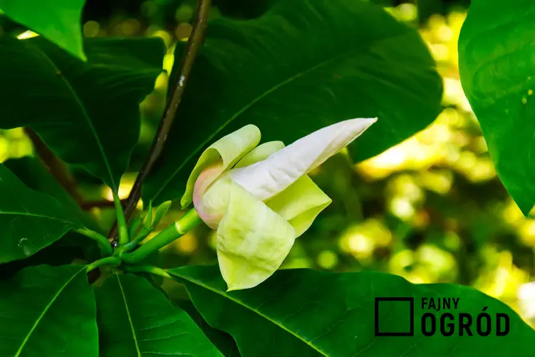 Magnolia parasolowata - zdjęcie 5