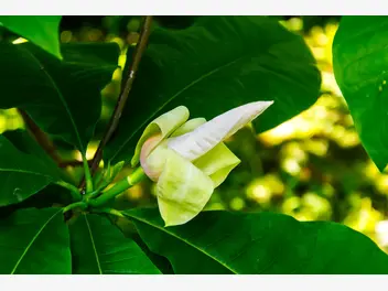 Magnolia parasolowata - zdjęcie 5