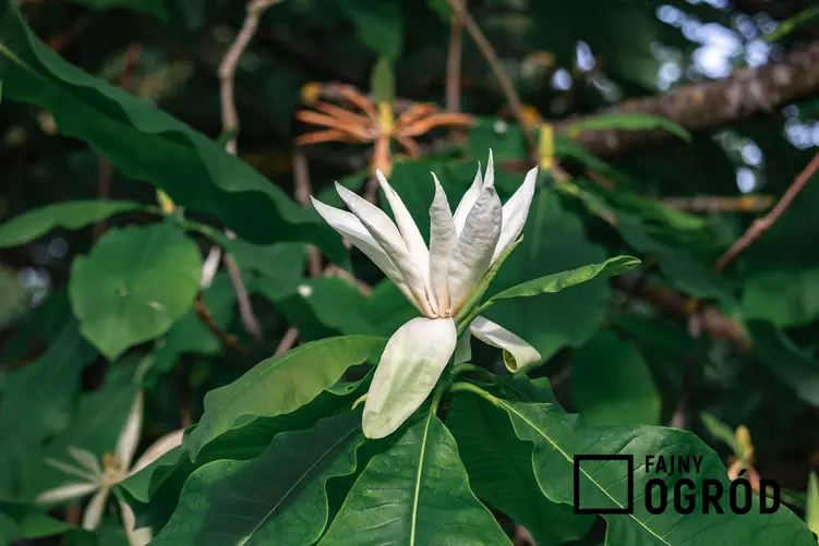 Magnolia parasolowata