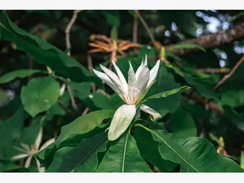 Ilustracja rośliny magnolia parasolowata