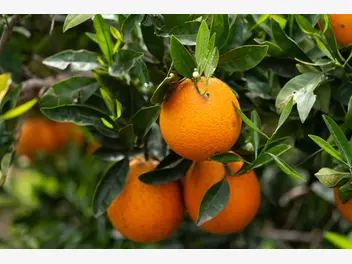 Ilustracja rośliny pomarańcza chińska