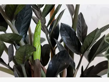Ilustracja rośliny zamiokulkas zamiolistny 'raven'