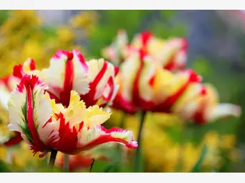 Ilustracja rośliny tulipan papuzi