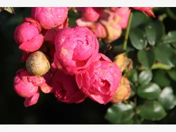 Ilustracja rośliny róża rabatowa 'pomponella'