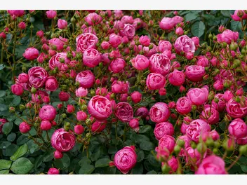 Róża rabatowa 'Pomponella' - zdjęcie 3