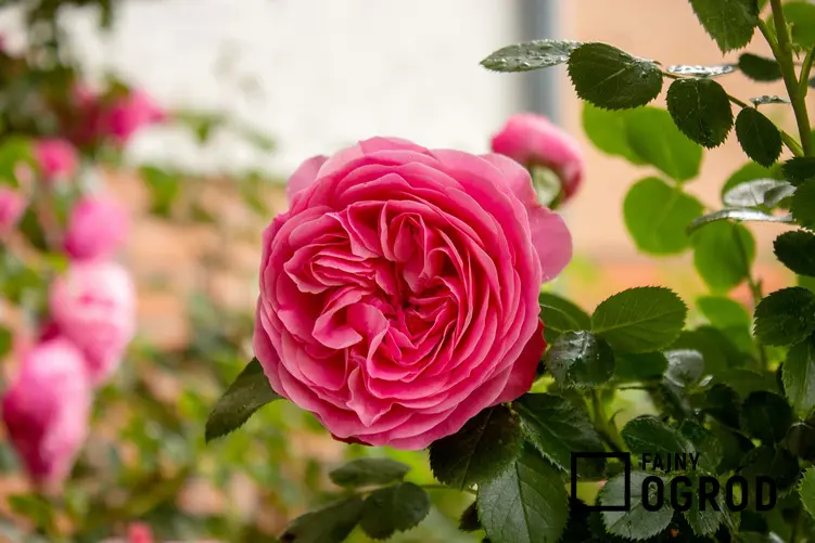 Róża stulistna