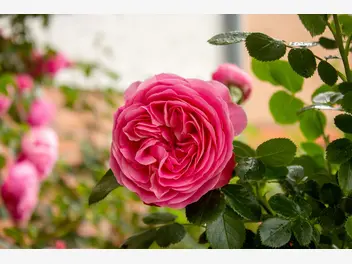 Róża stulistna - zdjęcie 2
