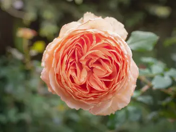 Róża stulistna - zdjęcie 4