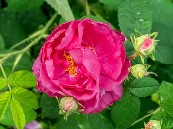 Róża francuska - zdjęcie 2