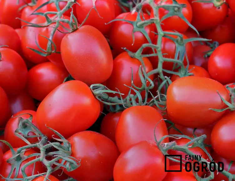 Pomidor śliwkowy