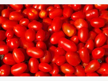 Pomidor śliwkowy - zdjęcie 5