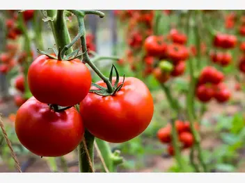 Ilustracja rośliny pomidor 'julia'
