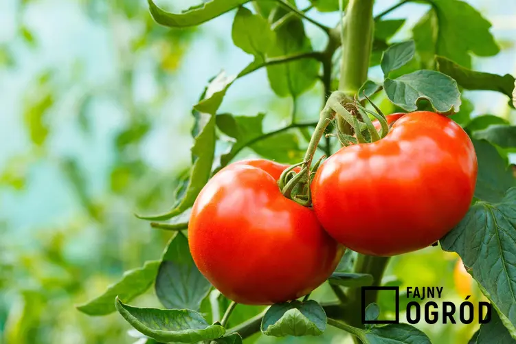 Zdjęcie przedstawia pomidor 'betalux'
