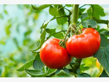 Ilustracja rośliny pomidor 'betalux'