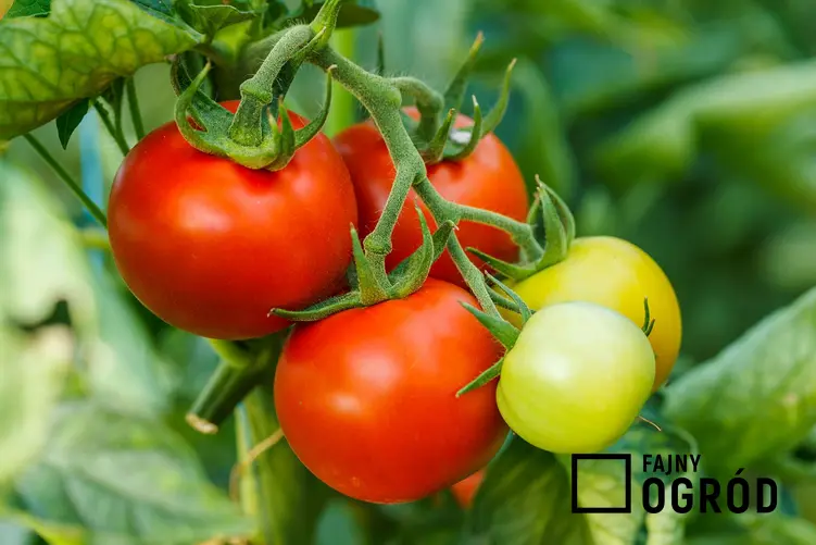 Pomidor 'Betalux' - zdjęcie 5