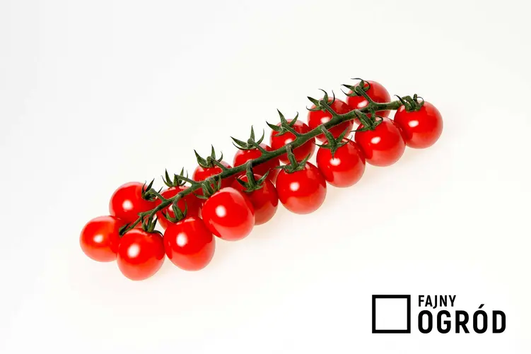 Pomidor koktajlowy 'Koralik'