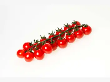 Pomidor koktajlowy 'Koralik' - zdjęcie 3