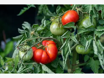 Ilustracja rośliny pomidor 'brutus'