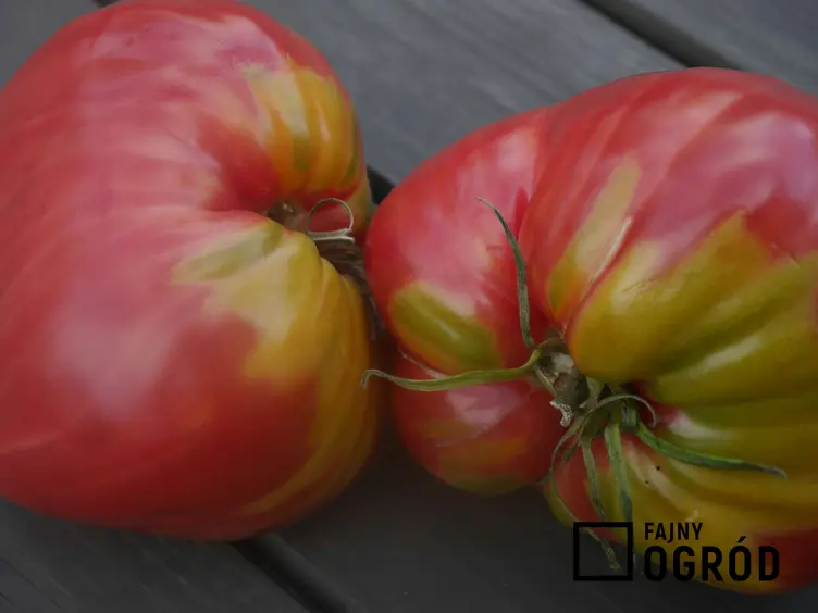 Zdjęcie przedstawia pomidor bawole serce