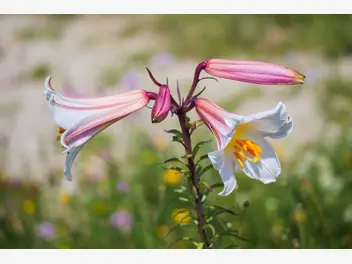 Zdjęcie ilustrujące lilia królewska