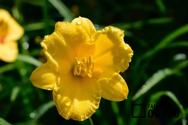 Liliowiec ogrodowy 'Stella de Oro'
