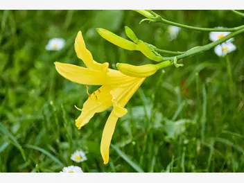 Liliowiec żółty - zdjęcie 4