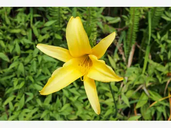 Liliowiec żółty - zdjęcie 5