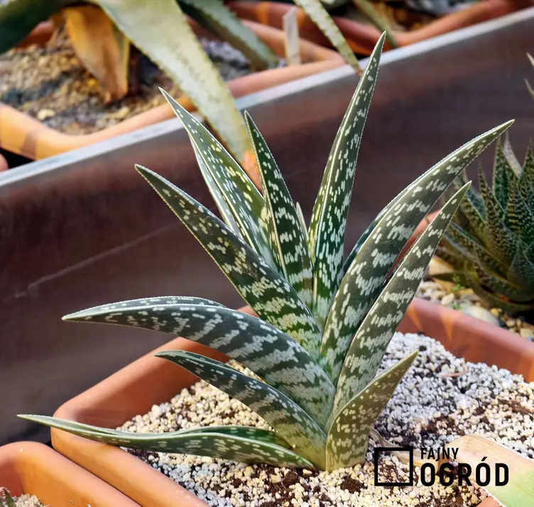 Aloes pstry