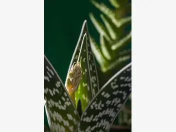 Aloes pstry - zdjęcie 5
