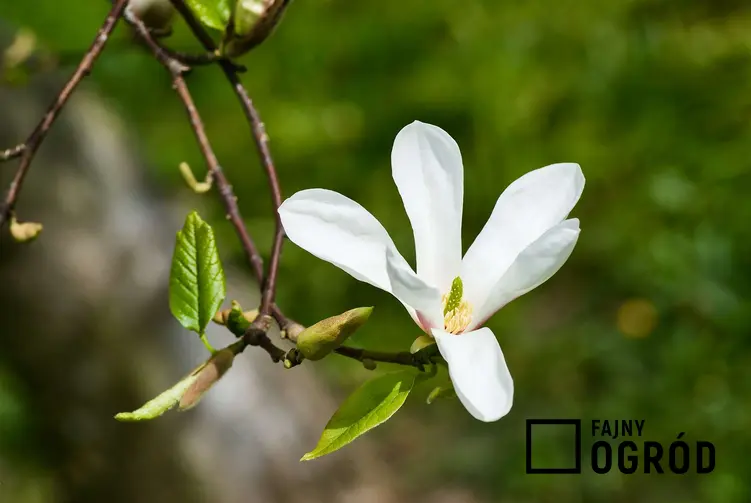 Zdjęcie przedstawia magnolię japońską
