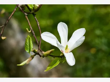 Ilustracja rośliny magnolia japońska