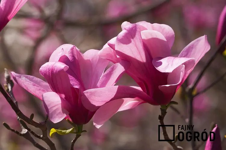 Zdjęcie przedstawia magnolię 'galaxy'